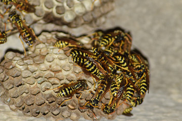 Fototapeta premium Vespiary. Wasps polist.