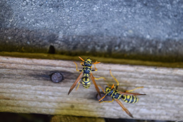 Wasps polist. The nest of a family of wasps which is taken a clo