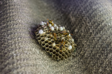 Wasp nest with wasps sitting on it. Wasps polist. The nest of a