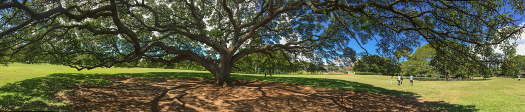 Giant Monkey Pod Tree Panorama