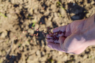 Sowing of maize out of hand