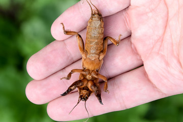Gryllotalpa gryllotalpa On the palm of a person. Pest of garden plantations.