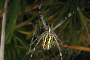 Argiopa Spider on the web