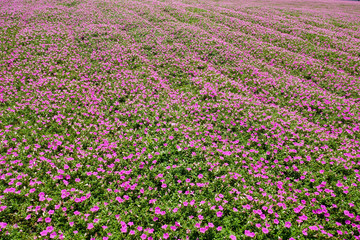 Fototapeta premium ペチュニアの花畑
