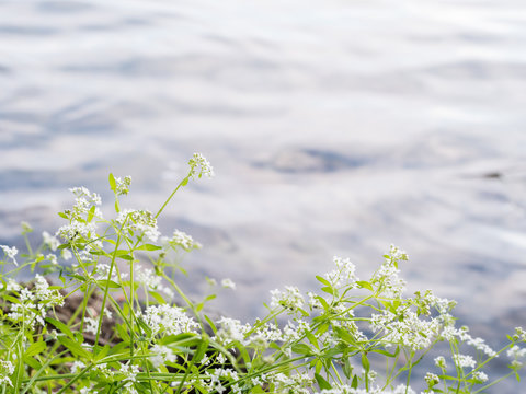 Marsh-bedstraw shore plant by lake
