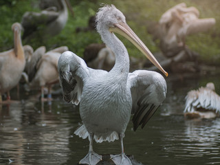 Portrait of big Pelican