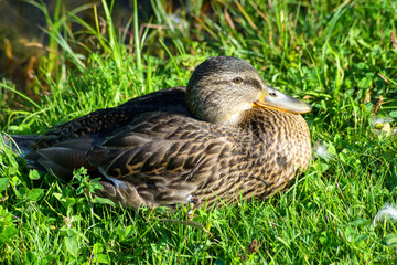 Naklejka na ściany i meble Wild duck sitting on green grass observing all around. The bird is resting and basking in sunny day. Bird hunting season concept. Duck on the grass near a pond.