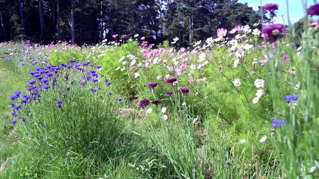 Glidecam through a long row of cornflowers