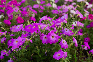 Fototapeta premium colorful blooming Petunia flowers