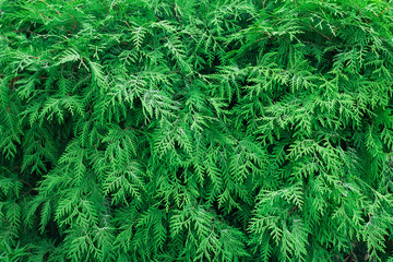 Branches of arborvitae close-up.