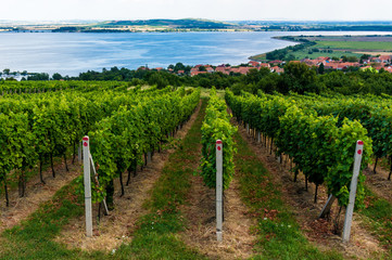 Fototapeta na wymiar Overview of the wineyards and lake, Palava hills, South Moravia, Czech Republic
