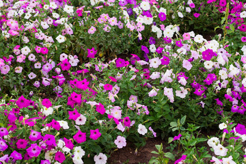 petunia flowers in the garden