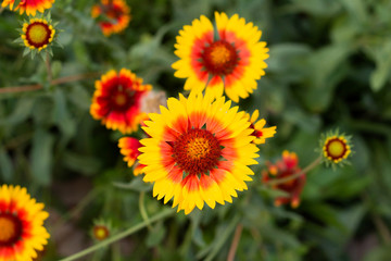 Gaillardia flower in the garden