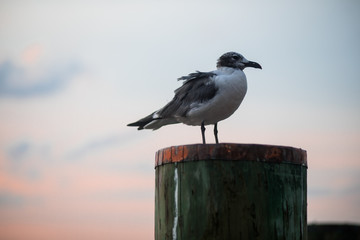 A seagull enjoys views of the sunset near the Chesapeake Bay Bridge on Kent Island, Maryland