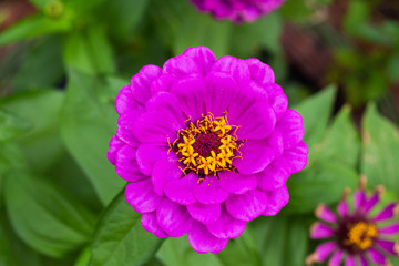 Pink Flower In The Garden