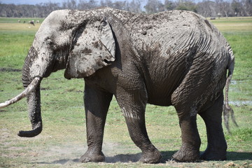 African Elephant in Swamp Water, Full Profile, Amboseli, Kenya