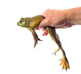 Focus Stacked Image of a Male Hand Holding a Large American Bullfrog Isolated on White