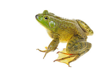 Focus Stacked Image of a Huge American Bullfrog Sitting  Isolated on White - obrazy, fototapety, plakaty