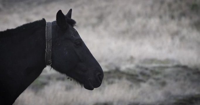 SLOW MOTION: Close up of a black horse