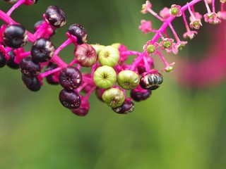 ヨウシュヤマゴボウの実