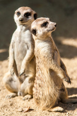 Fototapeta premium Guarding suricate/Meerkat, Seoul, South Korea