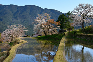 山里の春、桜さく里