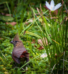 Female Cardinal