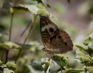 Buckeye Butterfly