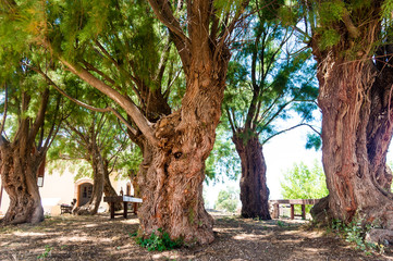 Old pine trees grove providing deep shadow during sunny summer day, Malia Palace Archaeological...