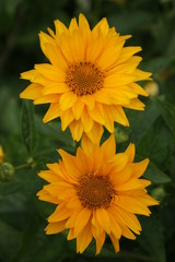 Jerusalem artichoke flower in the garden