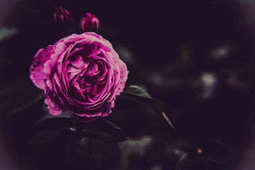 Einzelne Rose,  pink, violett, Hintergrund dunkel
