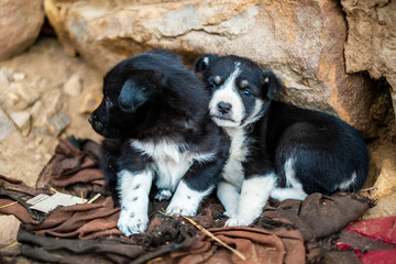 Small Solitary Puppies Abandoned in the Middle of the Altiplano