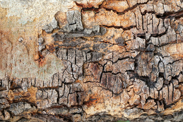 Nature Wood Texture for Background.