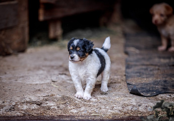 Black and white little puppy walks outdoors