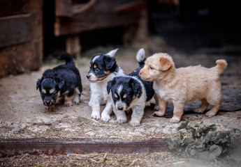 Cute puppies walk outdoors in summer
