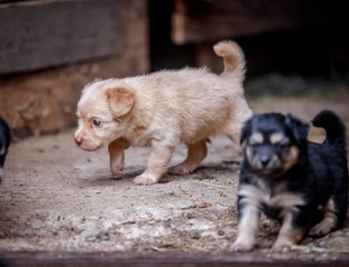 Cute puppies walk outdoors in summer