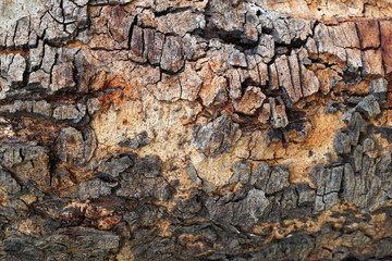 Nature Wood Texture for Background.