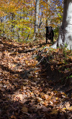 Woods