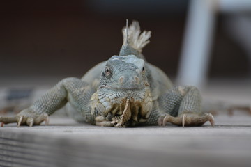 iguana