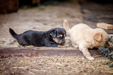 Little puppies play outdoors