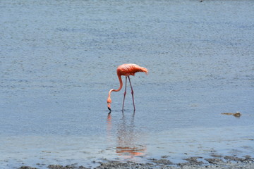 flamingo in water © Campbell