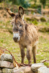 Bolivia, Isla del Sol. Donkey Standing on Looking Sorry.