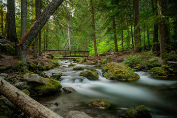 river in forest
