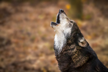 Naklejka premium Big Gray wolf howling head back against fall leaves