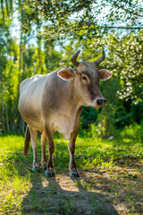 Bolivia, Rurrenabaque. Cow on Grass and Land with Trees in Background.