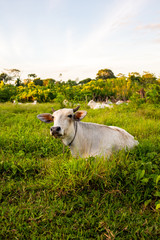 Herd of cows resting in Rurrenabaque - Bolivia