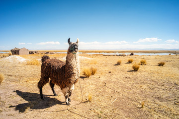 Llama Color Brown Tied so that it does not Escape, Near the Lake Titicaca