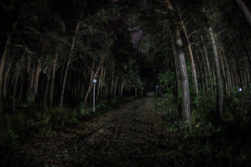 magical lights sparkling in mysterious forest at night. Pine forest with strange light