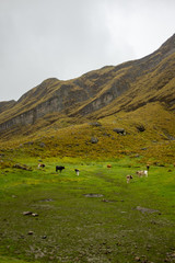 Fototapeta na wymiar Bolivia, Cordillera. Cows on Grass with Mountain in Background.