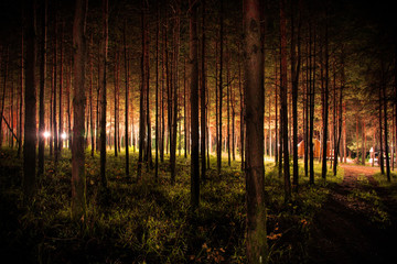 magical lights sparkling in mysterious forest at night. Pine forest with strange light